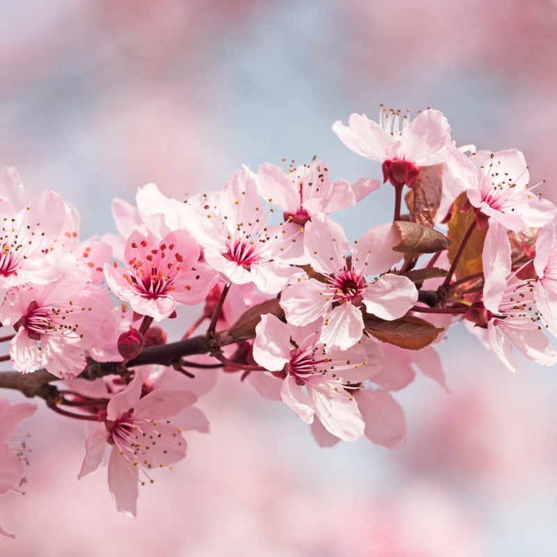 Fleurs de cerisier