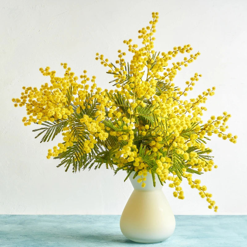 Mimosa