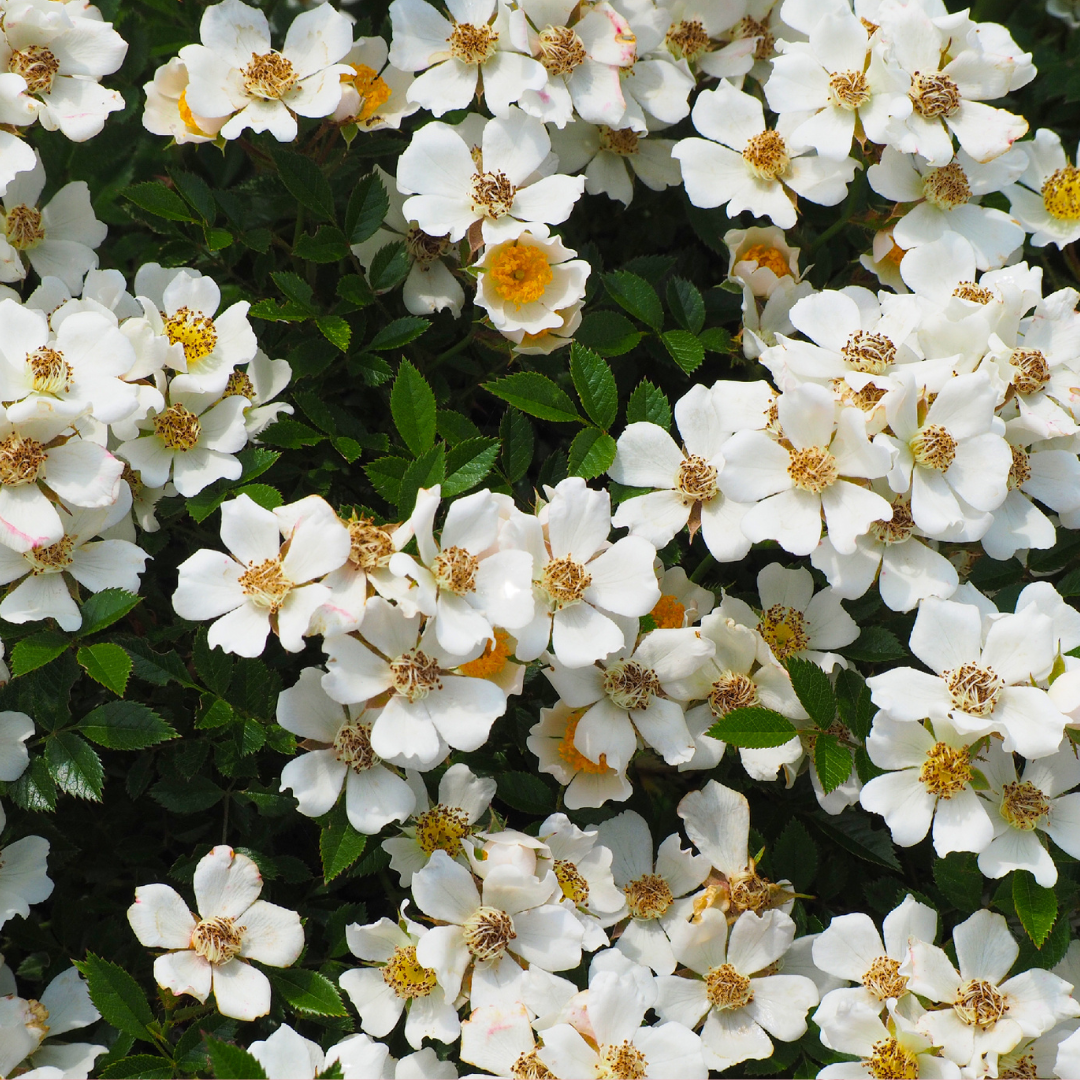 Floral Musquée - Parfum pour bougie