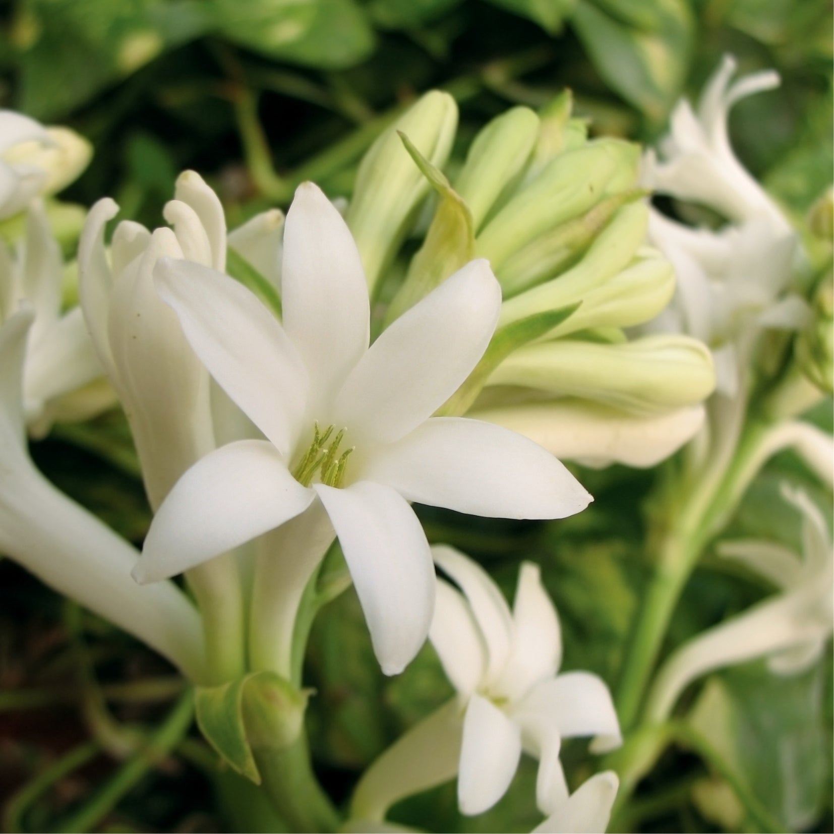 Parfum fleuri pour bougie