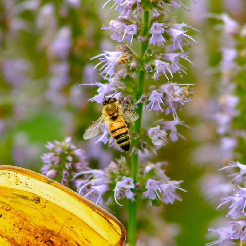 Ambre Patchouli