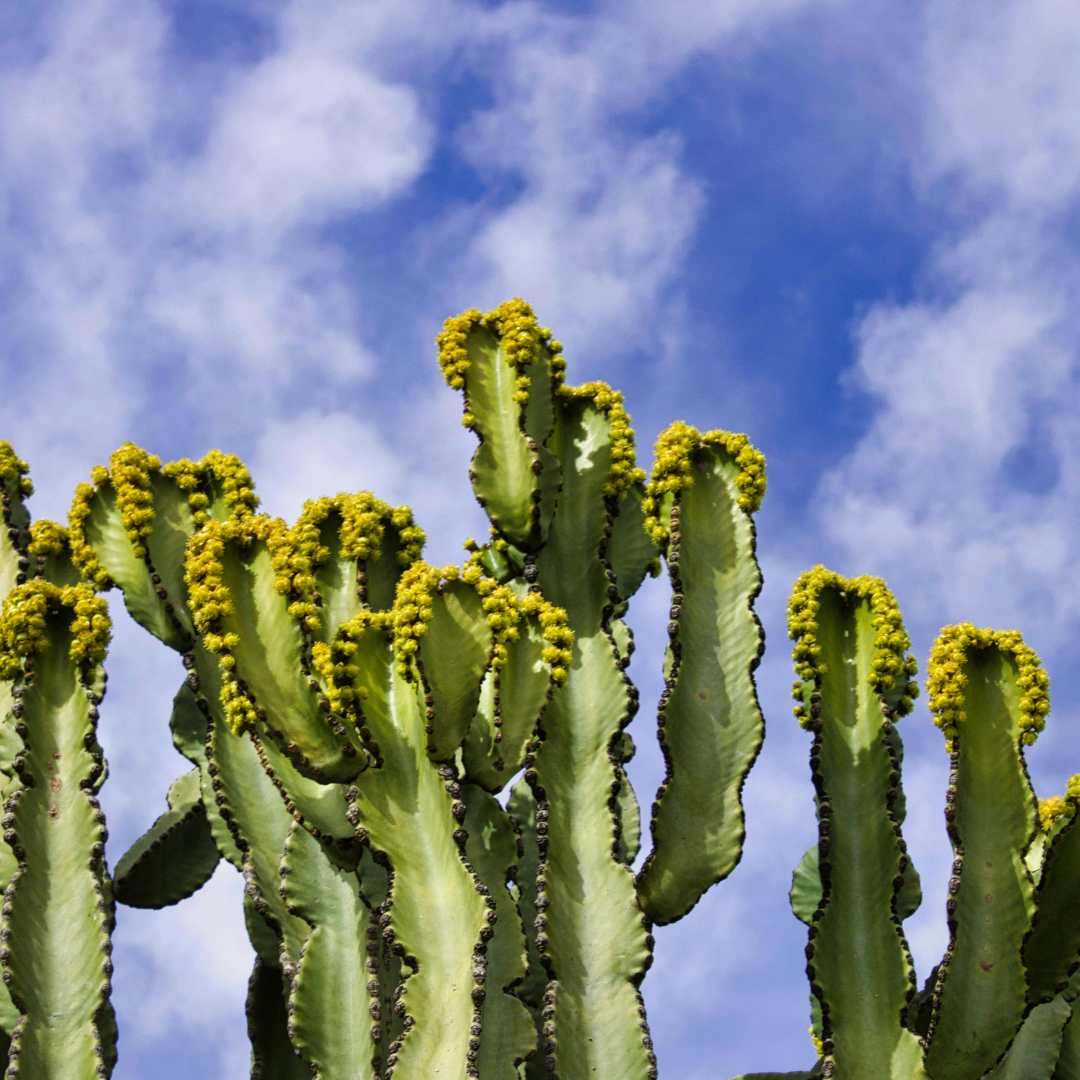 Cactus - Parfum pour bougie
